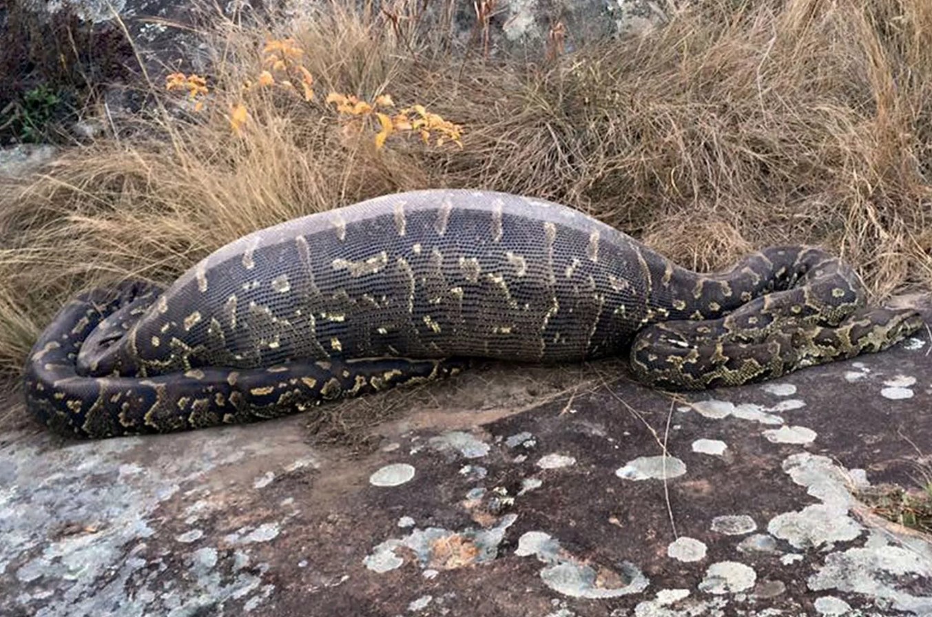 Otte meter lang rædsel: pyton slugte landmand hel og mindede ham om, hvem der hersker i junglen