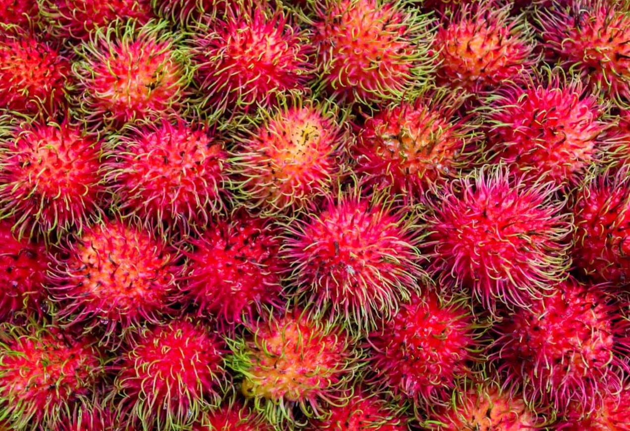 Rambutan: den røde »søpindsvin« fra Sydøstasien