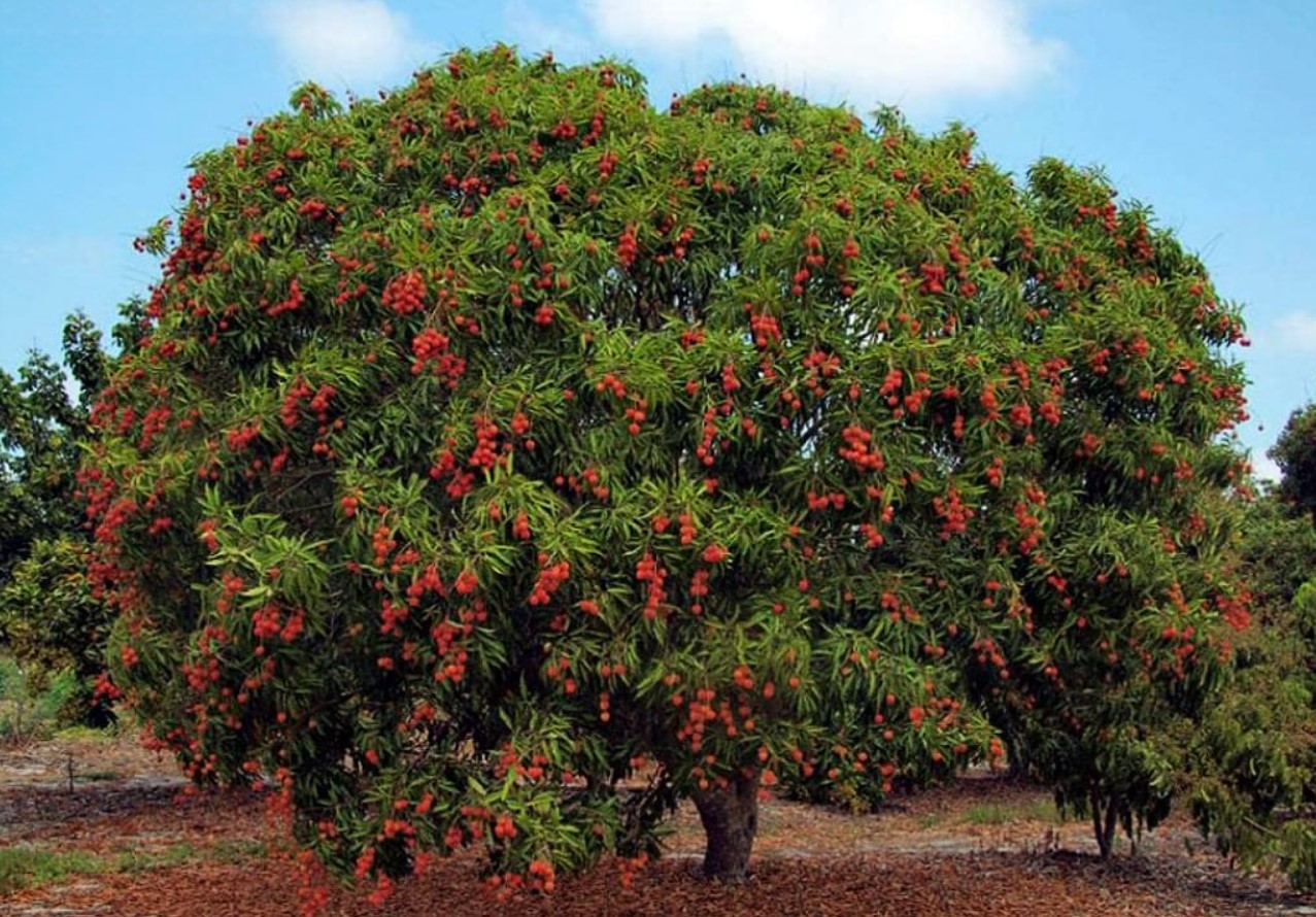 Rambutan: den røde »søpindsvin« fra Sydøstasien