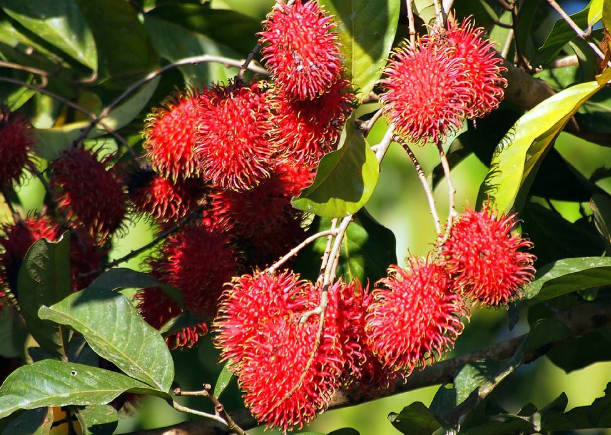 Rambutan: den røde »søpindsvin« fra Sydøstasien