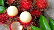Rambutan: den røde »søpindsvin« fra Sydøstasien