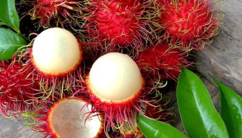 Rambutan: den røde »søpindsvin« fra Sydøstasien
