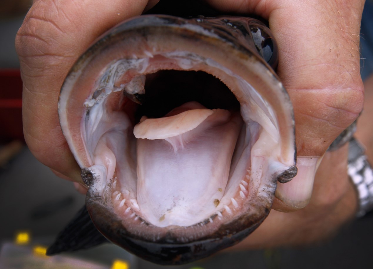 Har fisk tunger? Svaret vil måske overraske dig.