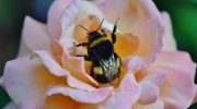 Stille katastrofe: insekter forsvinder over hele kloden