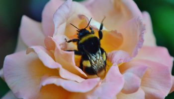 Stille katastrofe: insekter forsvinder over hele kloden
