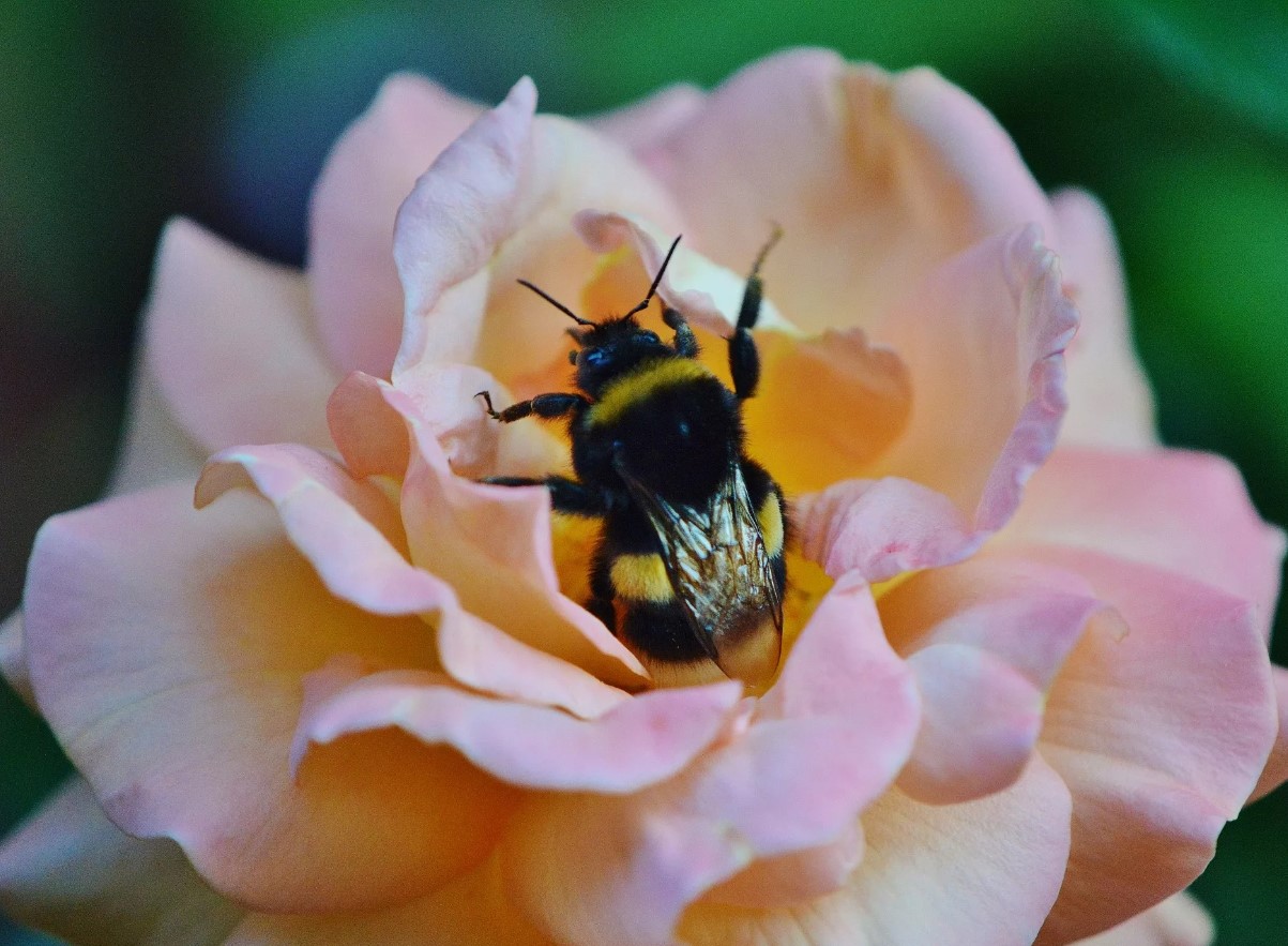 Stille katastrofe: insekter forsvinder over hele kloden