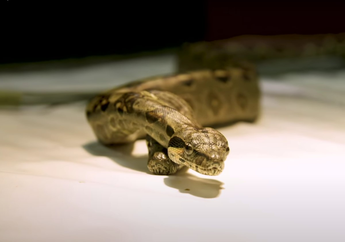 En chance på 1 ud af 100.000: en sjælden tohovedet slange klækkede i USA