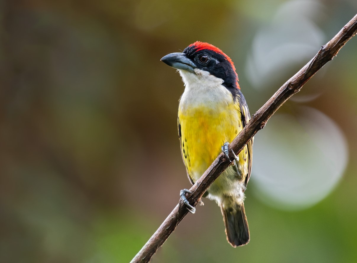 Den mest mystiske fugl på planeten: den gryntrer, gemmer sig i tågen og lever kun ét sted på planeten