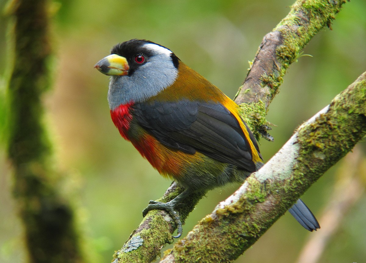 Den mest mystiske fugl på planeten: den gryntrer, gemmer sig i tågen og lever kun ét sted på planeten