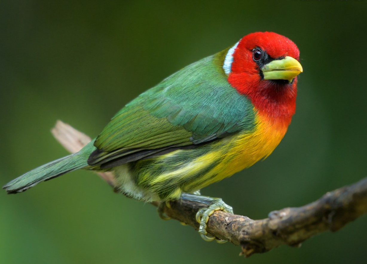 Den mest mystiske fugl på planeten: den gryntrer, gemmer sig i tågen og lever kun ét sted på planeten