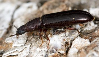 Et ukendt insekt er fundet i Tjernobyl: hvorfor dette er vigtigt for videnskaben