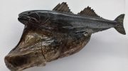 Væsener, der ikke burde eksistere: fisk, hvis kroppe bliver revet i stykker af deres egen grådighed, lever i dybet