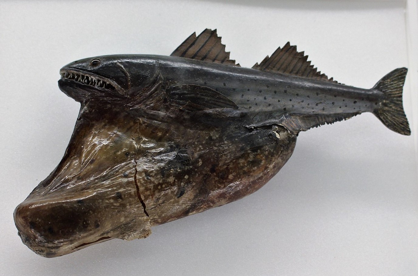 Væsener, der ikke burde eksistere: fisk, hvis kroppe bliver revet i stykker af deres egen grådighed, lever i dybet