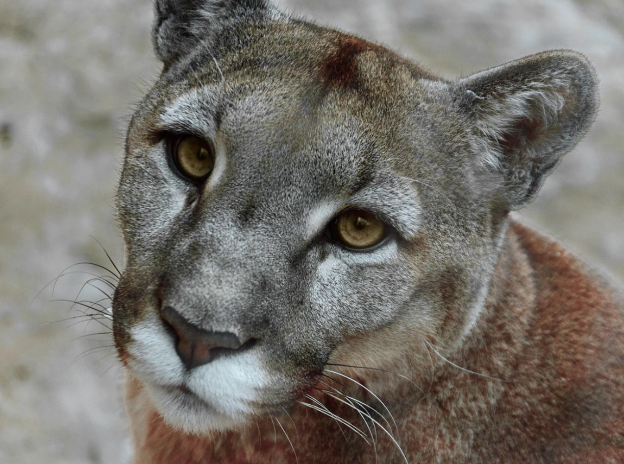 De vandrende døde i naturen: hvem menneskeheden risikerer at miste i de kommende årtier