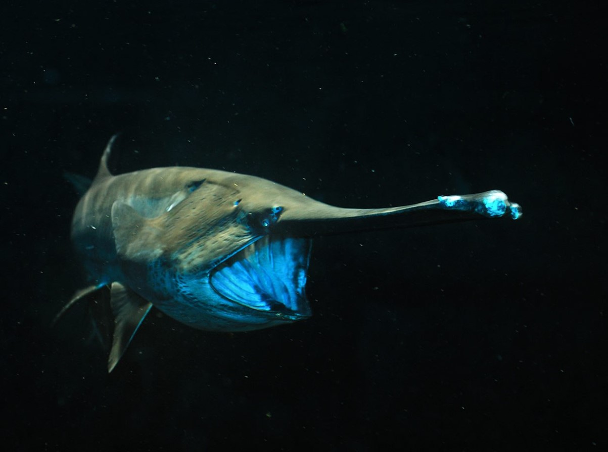 Gigantura indica