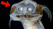 Øjne, der gennemborer mørket: mærkelige fisk fra afgrunden har lært at se lys, der ikke eksisterer