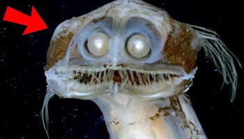 Øjne, der gennemborer mørket: mærkelige fisk fra afgrunden har lært at se lys, der ikke eksisterer