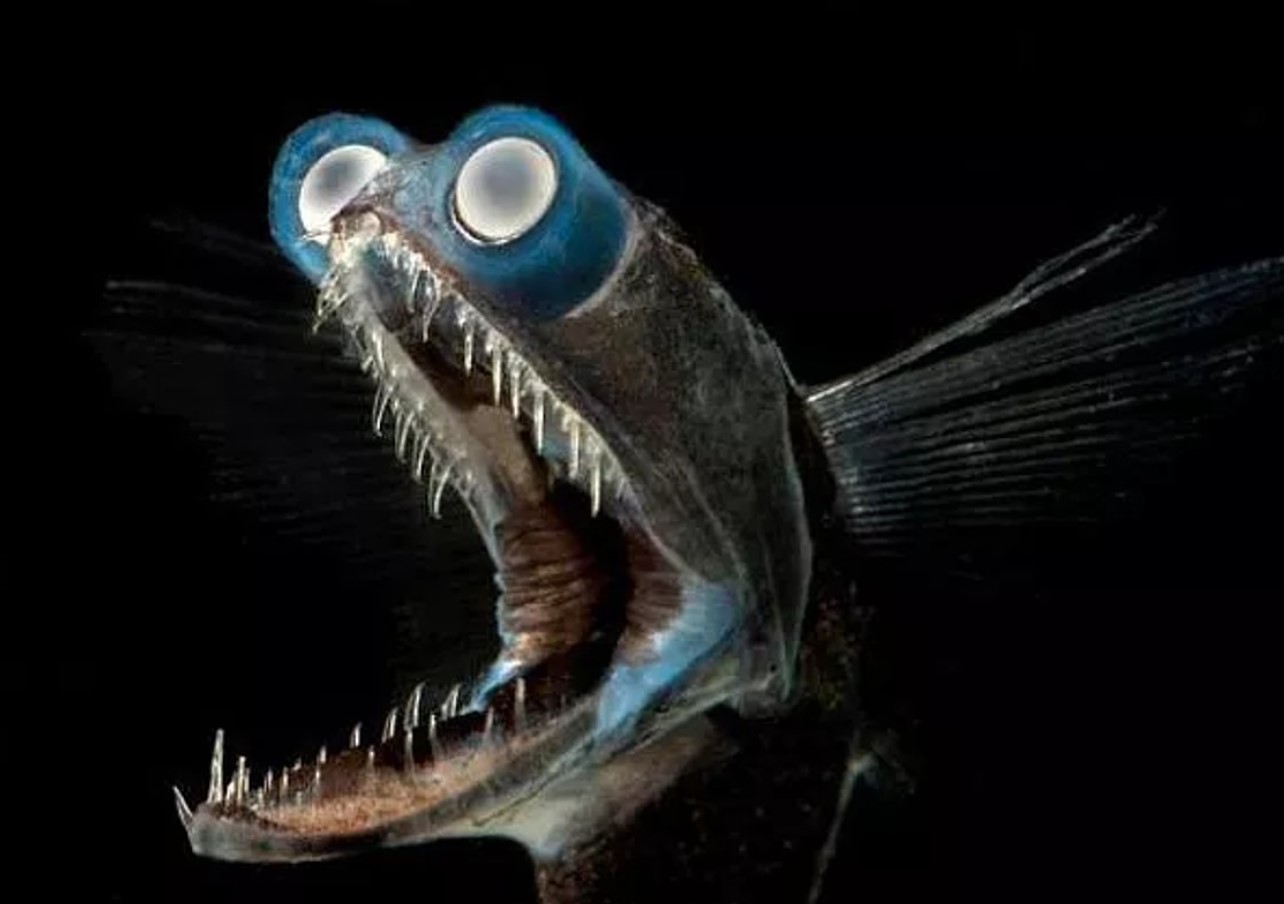 Øjne, der gennemborer mørket: mærkelige fisk fra afgrunden har lært at se lys, der ikke eksisterer