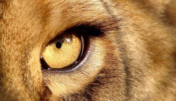 Den, der hersker uden blodsudgydelser: dyret, der forvandlede frygt til respekt og evig magt