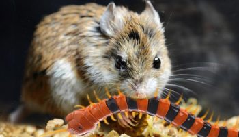 Dette lille superrovdyr hyler mod månen og er ikke bange for skorpiongift: hvem er det