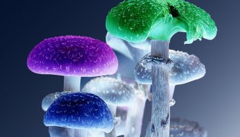 Ny opdagelse: der sker noget meget mærkeligt inde i verdens psykedeliske svampe, noget vi ikke engang har bemærket.