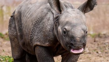 De vandrende døde i naturen: hvem menneskeheden risikerer at miste i de kommende årtier