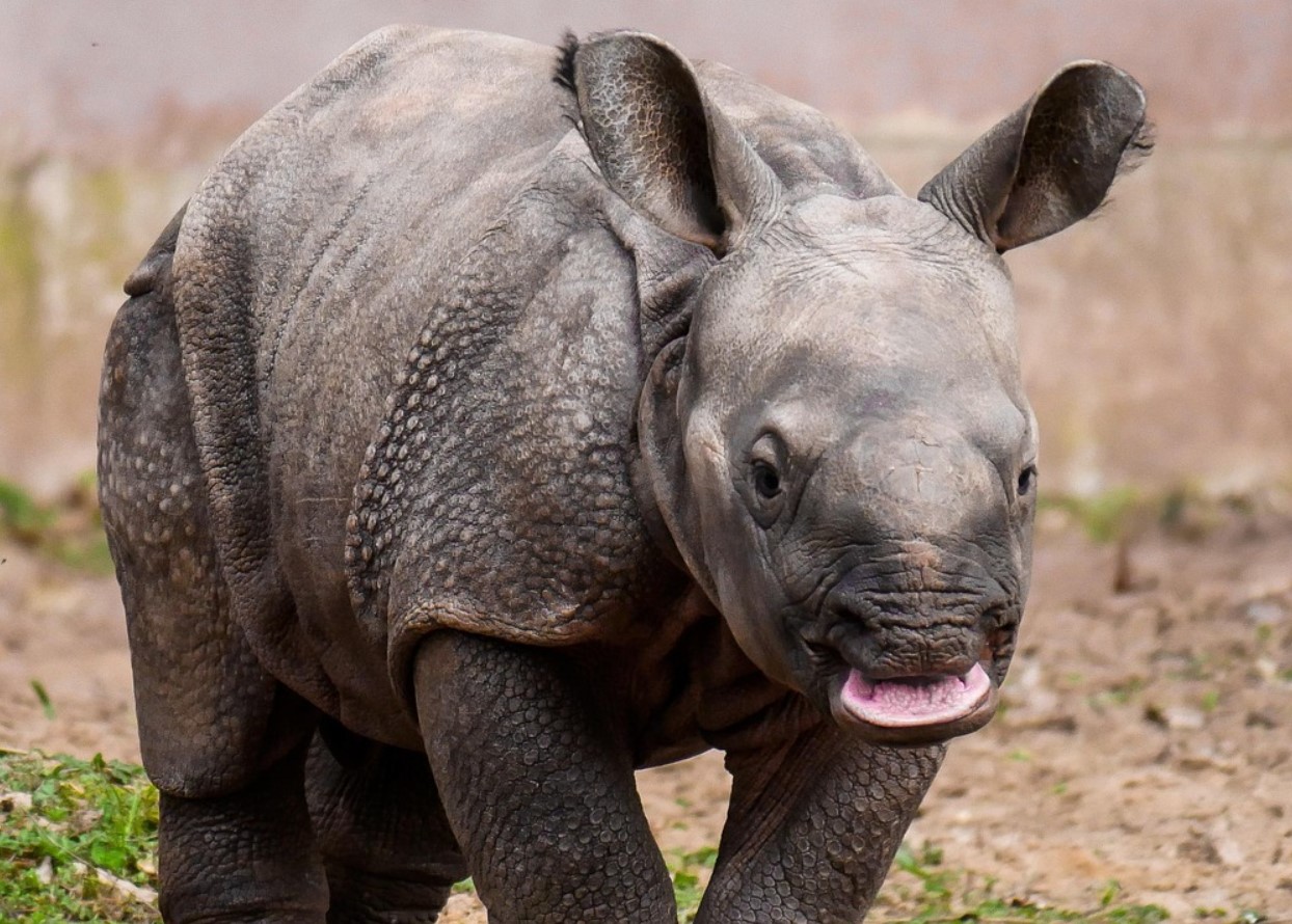 De vandrende døde i naturen: hvem menneskeheden risikerer at miste i de kommende årtier