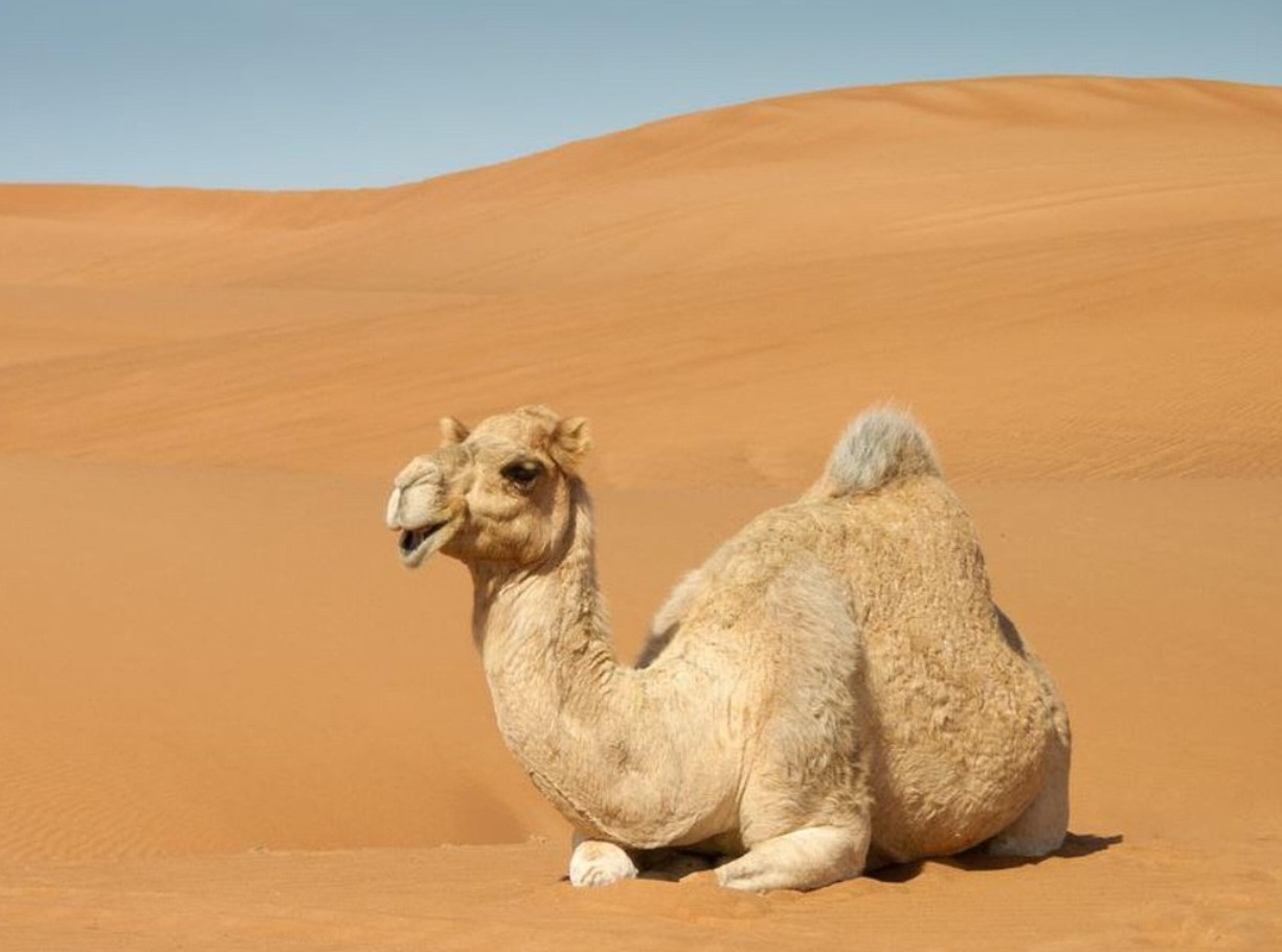 En langsomtvirkende klimabombe: Afrika står over for hidtil usete oversvømmelser
