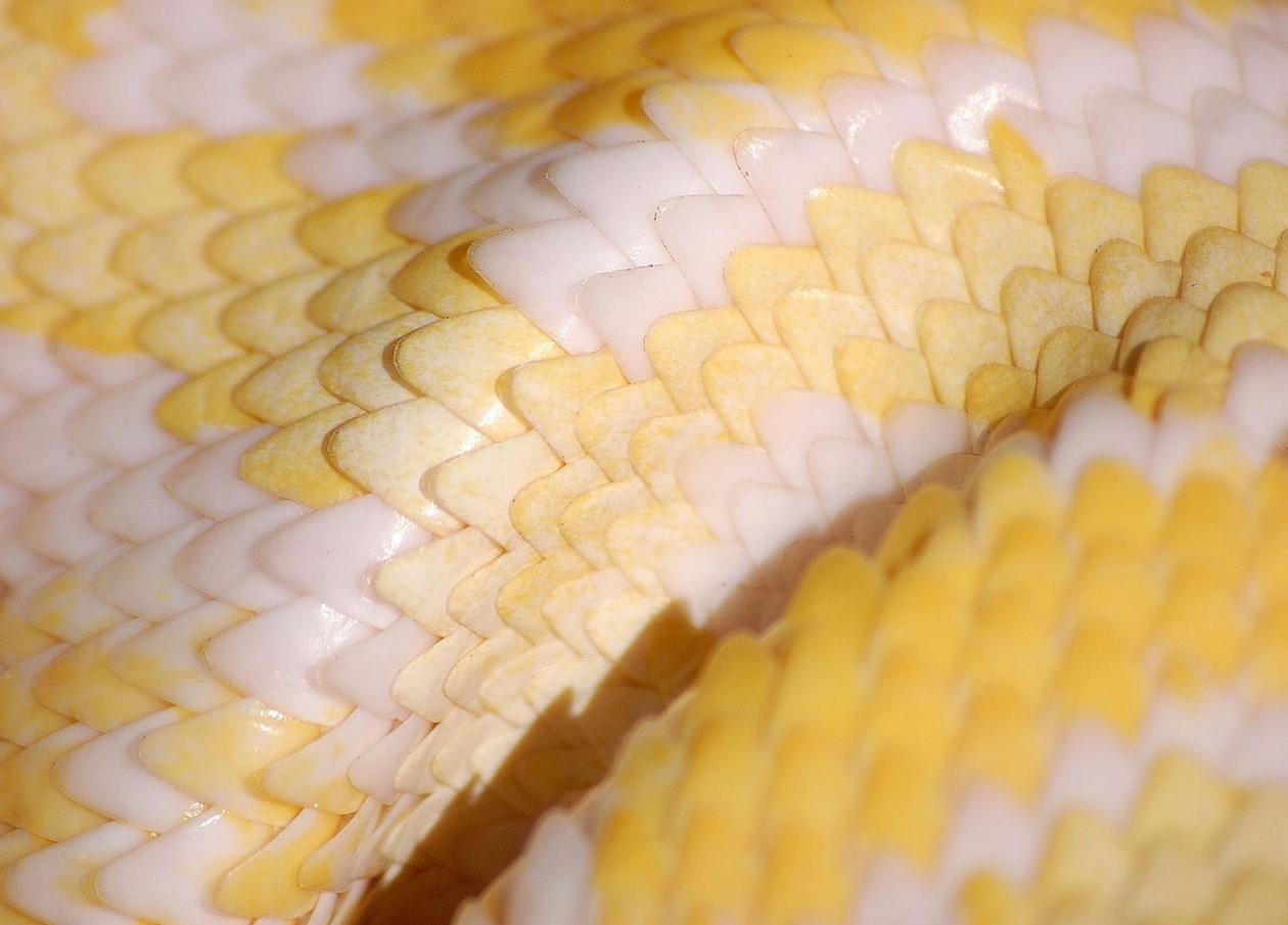 Matematik forklarer mysteriet bag mønstre: hvorfor zebraer har striber og leoparder har pletter