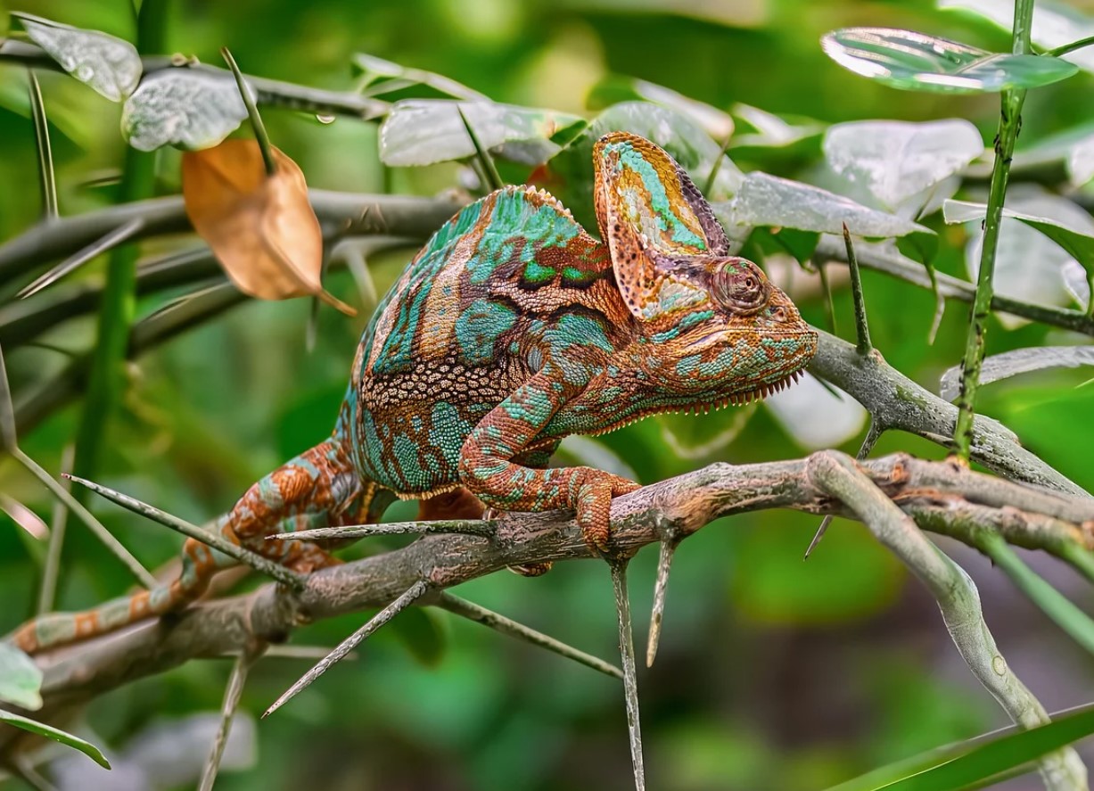 Matematik forklarer mysteriet bag mønstre: hvorfor zebraer har striber og leoparder har pletter