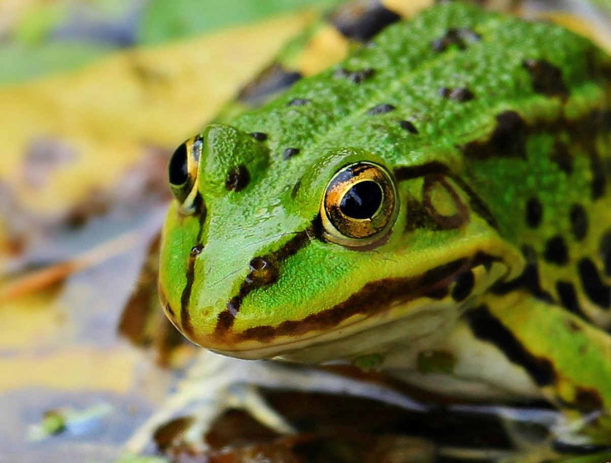 Matematik forklarer mysteriet bag mønstre: hvorfor zebraer har striber og leoparder har pletter