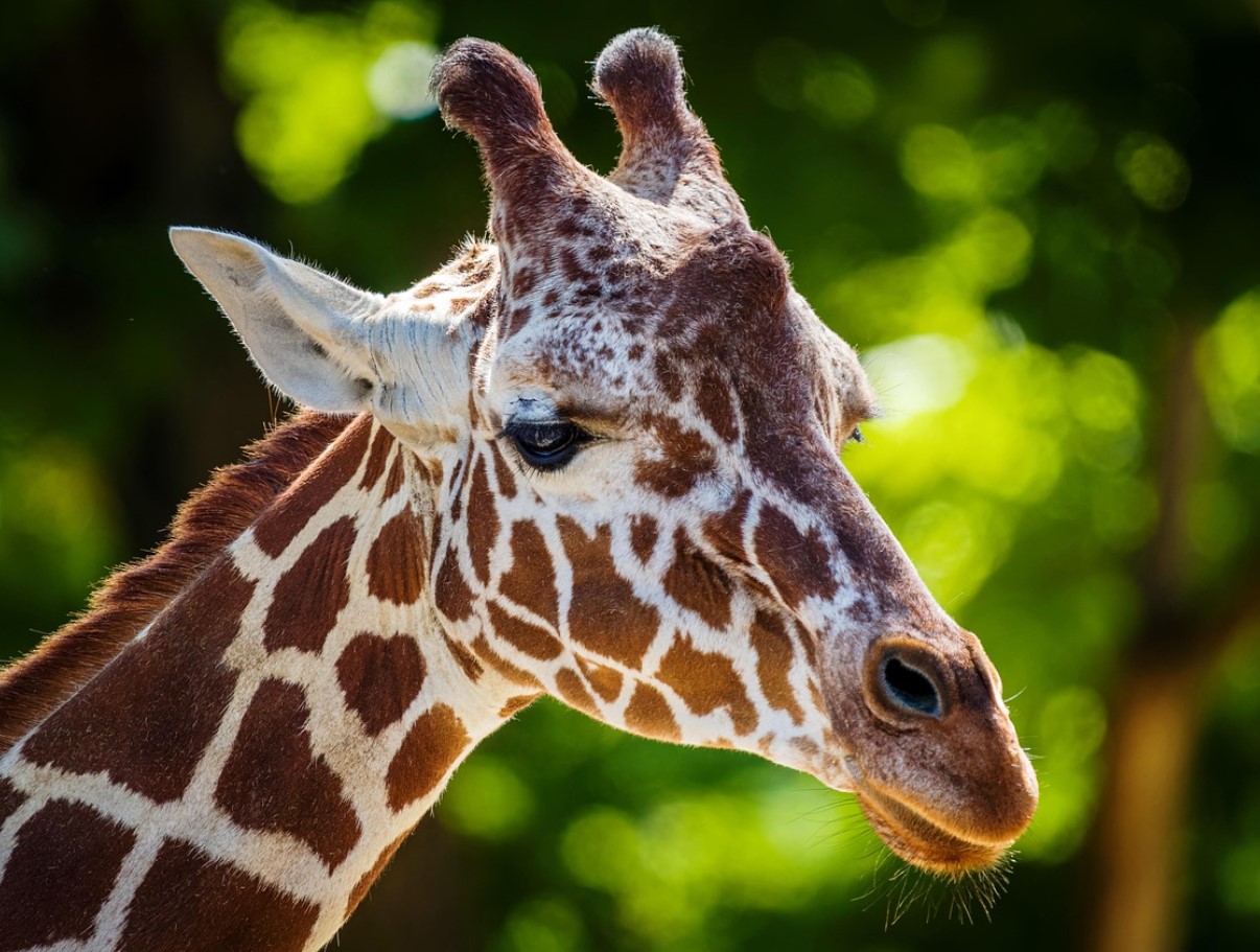 Matematik forklarer mysteriet bag mønstre: hvorfor zebraer har striber og leoparder har pletter