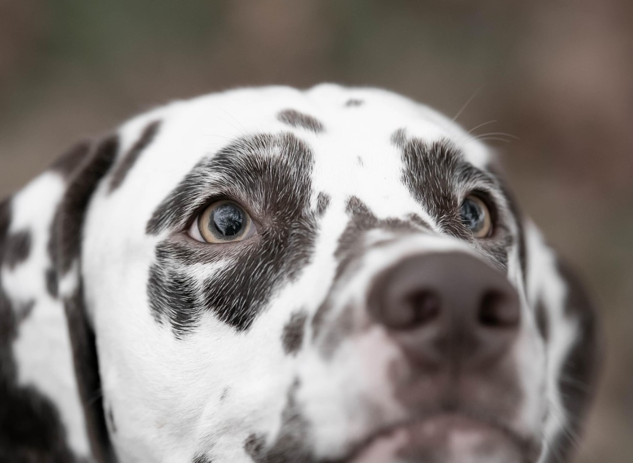 Matematik forklarer mysteriet bag mønstre: hvorfor zebraer har striber og leoparder har pletter