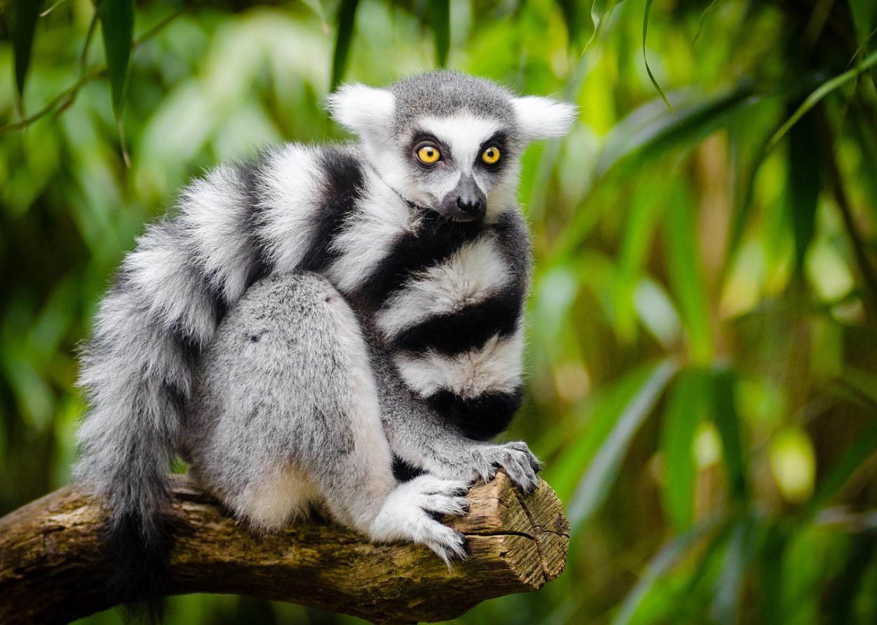 Matematik forklarer mysteriet bag mønstre: hvorfor zebraer har striber og leoparder har pletter