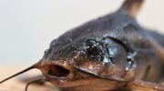 Fisk med rustning som en tank har lært at gå på land: Amazonas har afsløret en ny hemmelighed om evolutionen