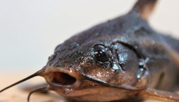 Fisk med rustning som en tank har lært at gå på land: Amazonas har afsløret en ny hemmelighed om evolutionen