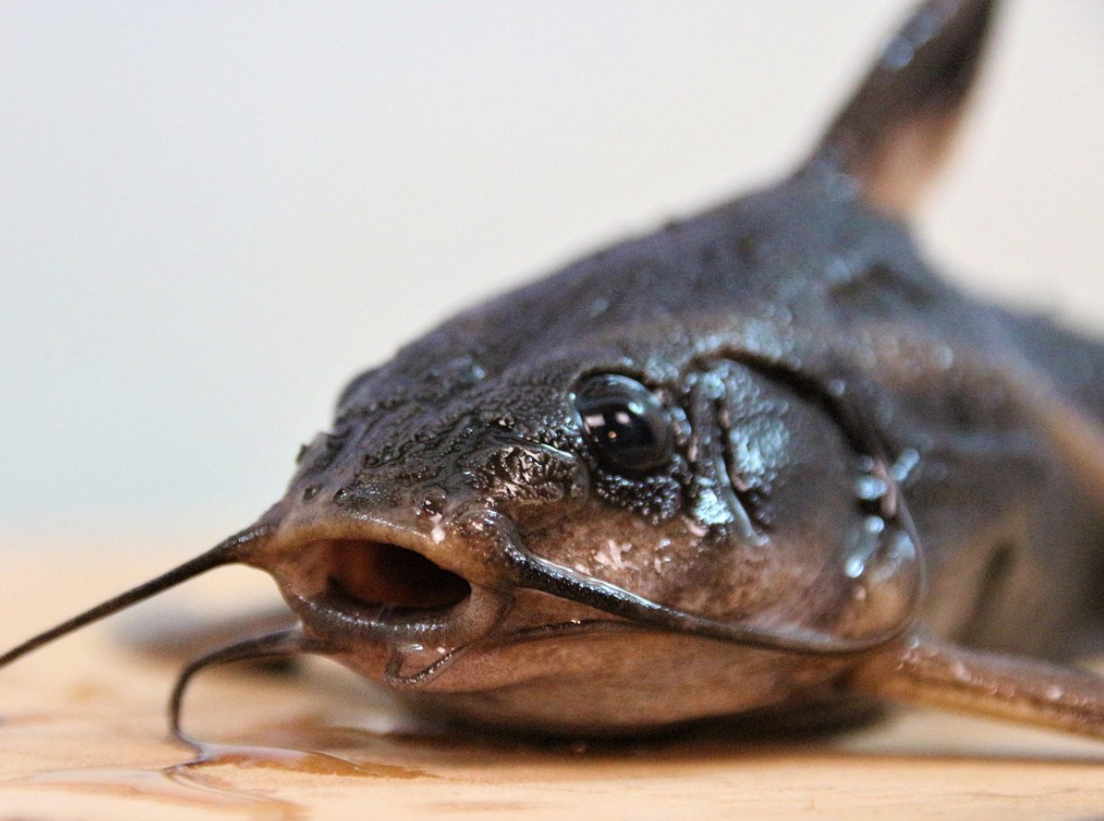 Fisk med rustning som en tank har lært at gå på land: Amazonas har afsløret en ny hemmelighed om evolutionen