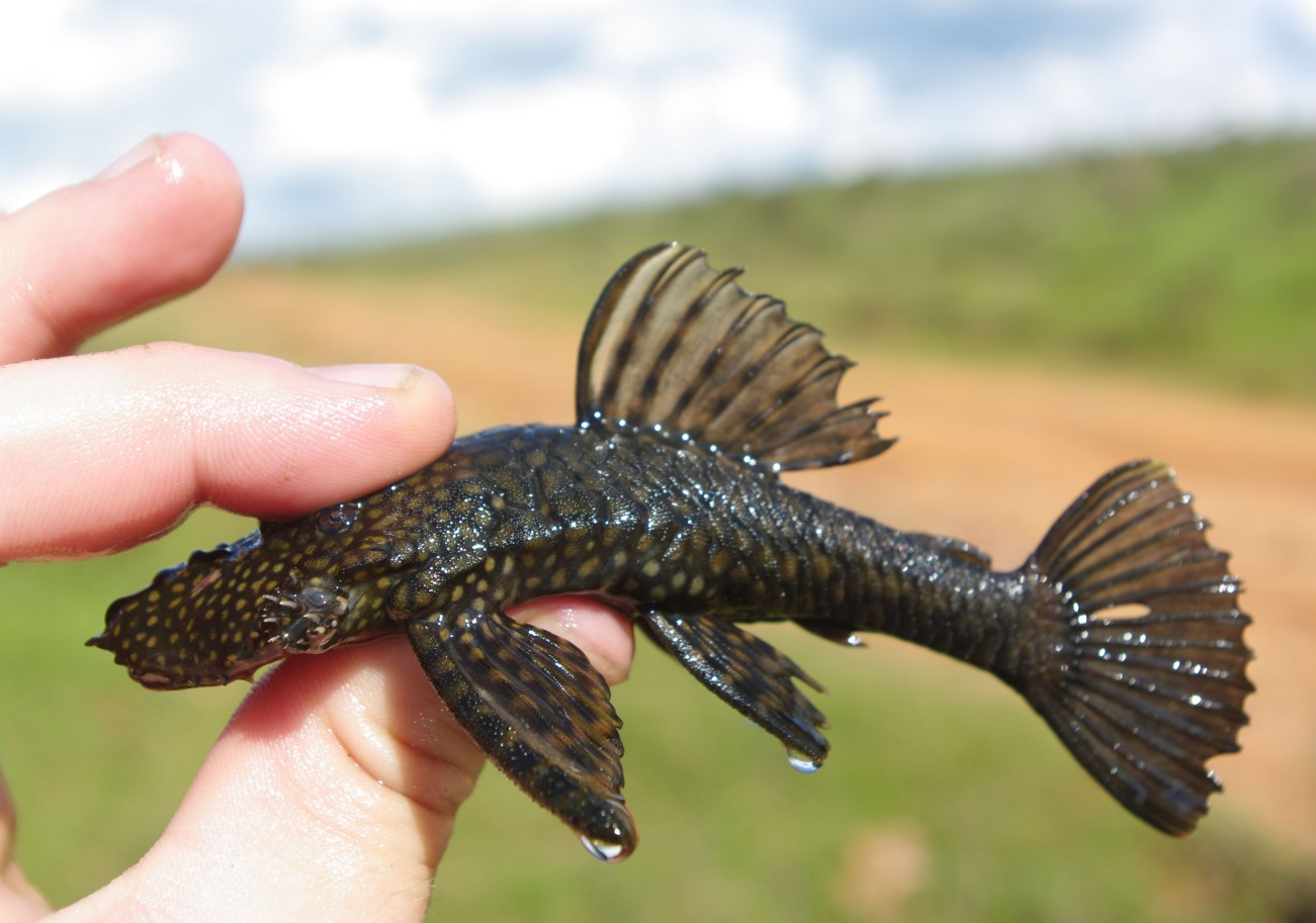 Fisk med rustning som en tank har lært at gå på land: Amazonas har afsløret en ny hemmelighed om evolutionen
