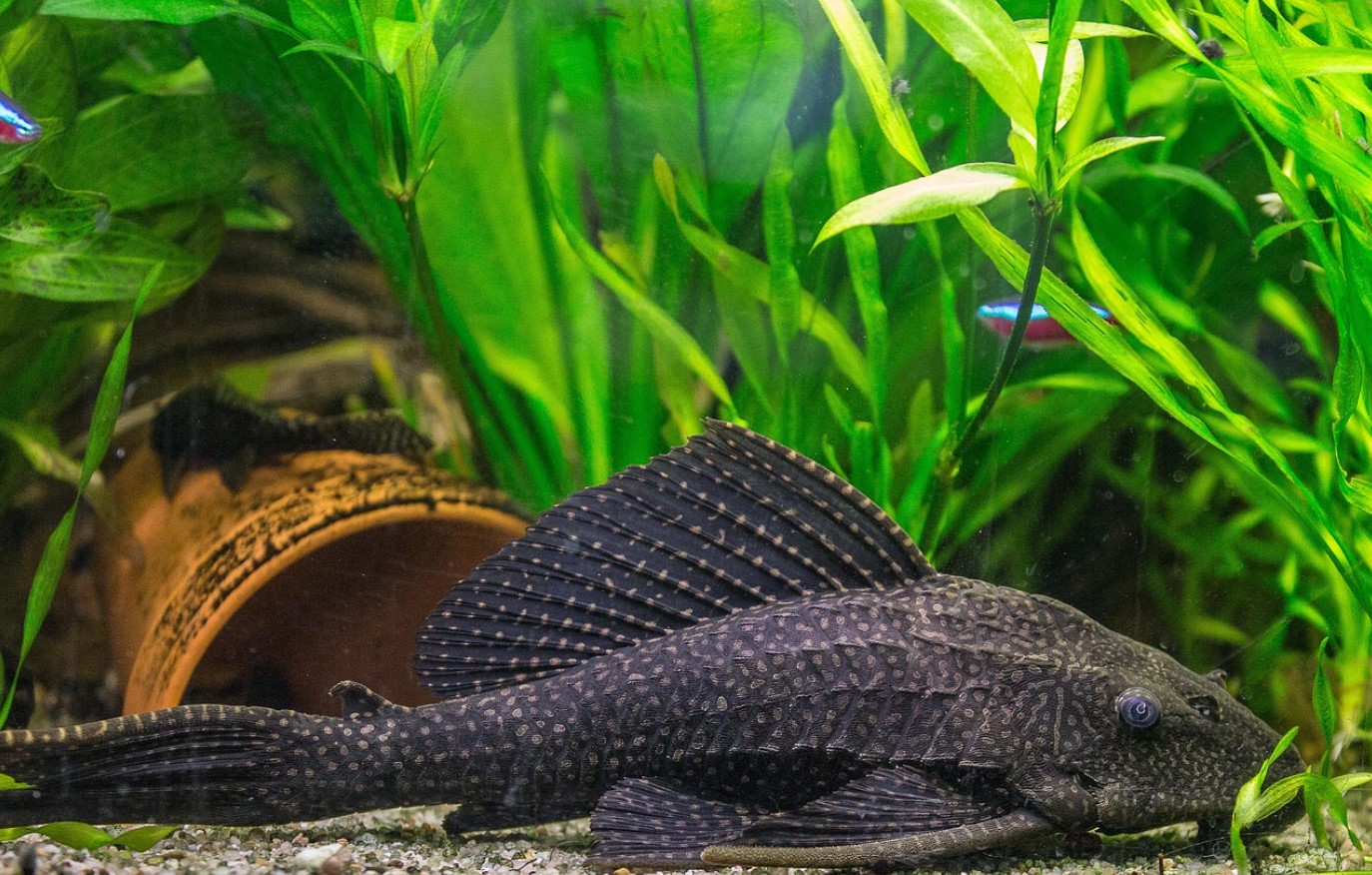 Fisk med rustning som en tank har lært at gå på land: Amazonas har afsløret en ny hemmelighed om evolutionen