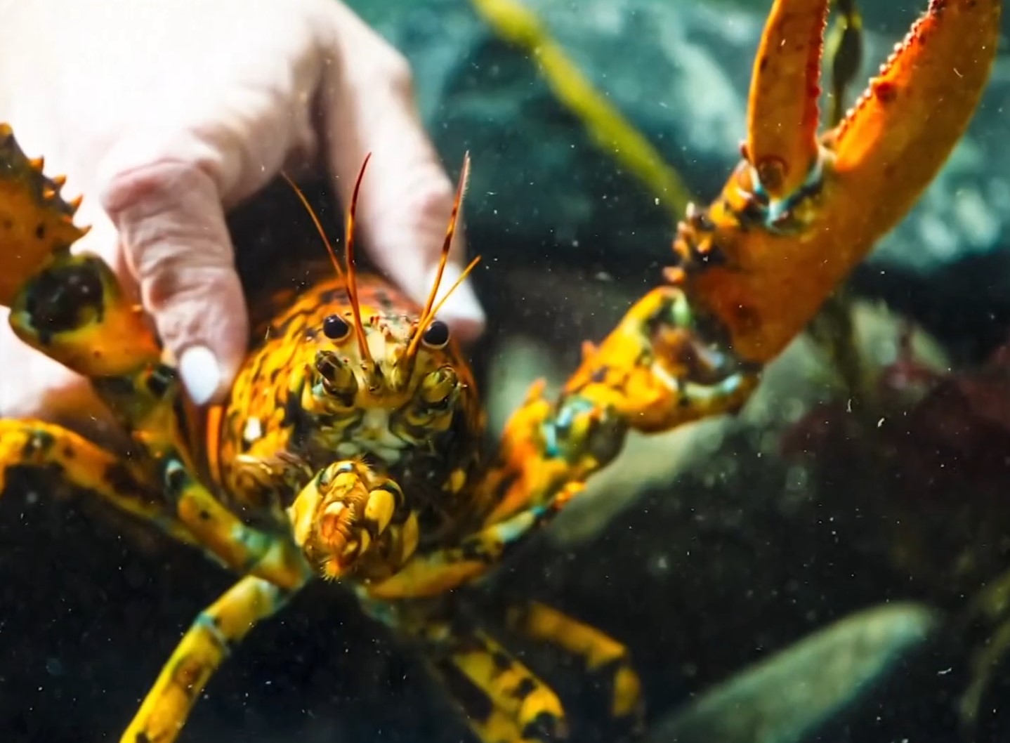 En skat fra havet overlevede mod alle odds: fiskere trak en legende op fra dybet — en mosaiklignende skal