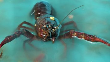 En skat fra havet overlevede mod alle odds: fiskere trak en legende op fra dybet — en mosaiklignende skal