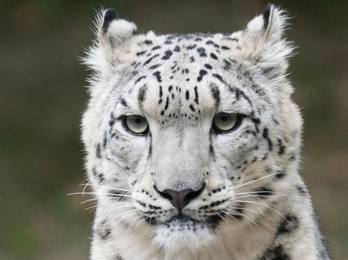 De vandrende døde i naturen: hvem menneskeheden risikerer at miste i de kommende årtier