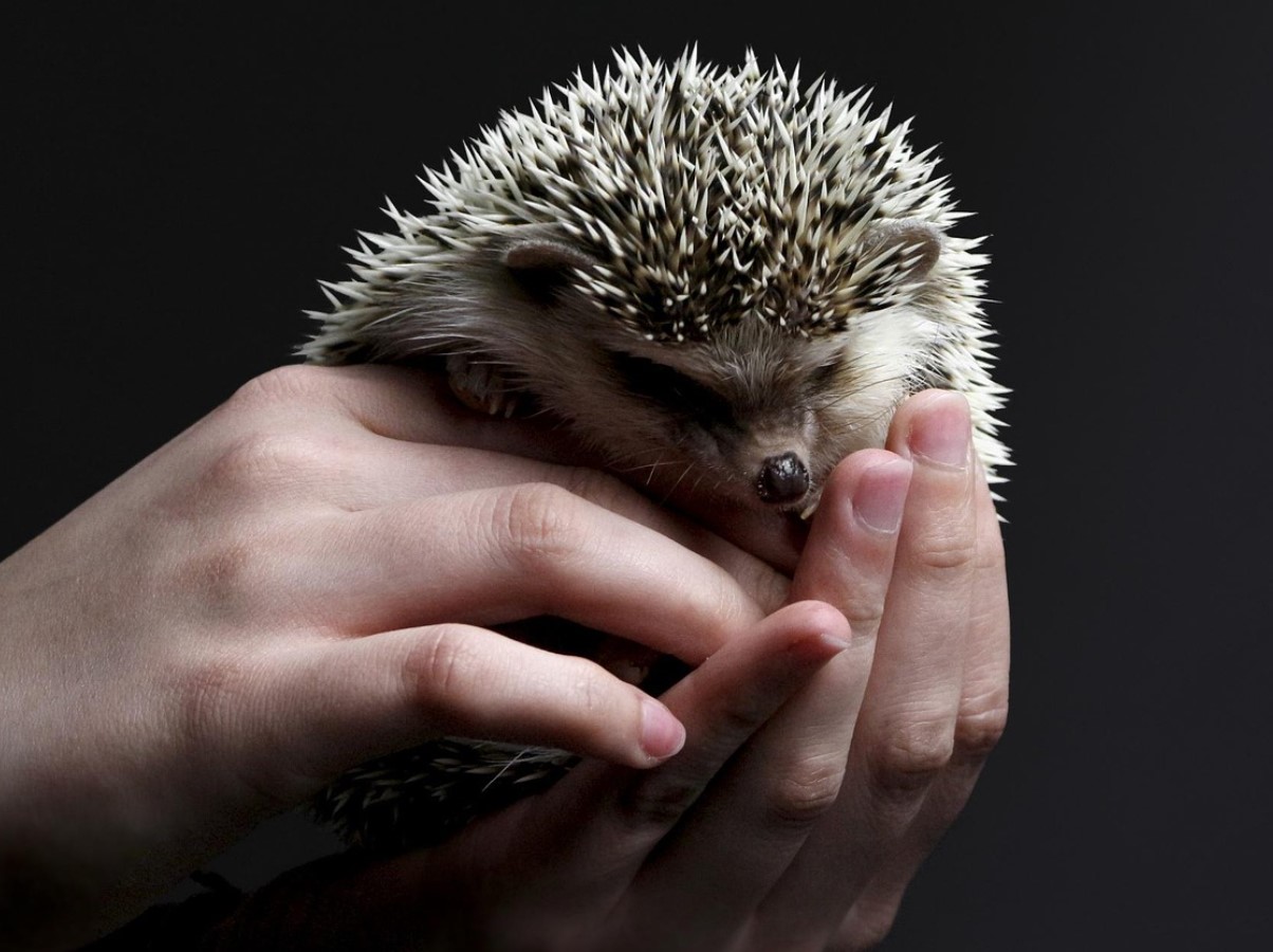 Fluffy på ydersiden, stikkende på indersiden: overraskende fakta om pindsvin, der afkræfter barndomsmyter