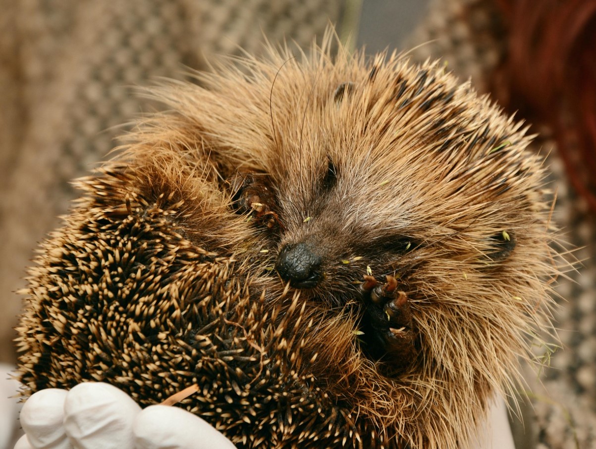Fluffy på ydersiden, stikkende på indersiden: overraskende fakta om pindsvin, der afkræfter barndomsmyter