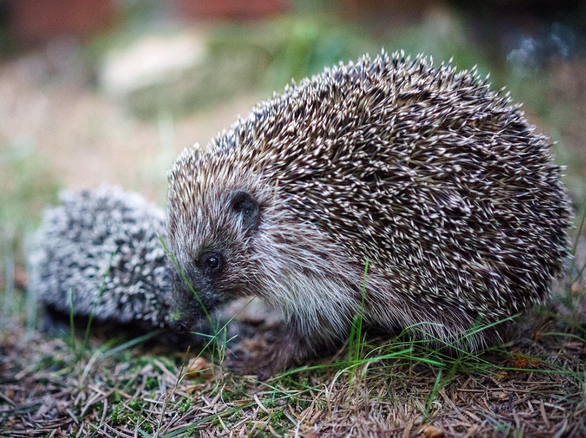 Fluffy på ydersiden, stikkende på indersiden: overraskende fakta om pindsvin, der afkræfter barndomsmyter