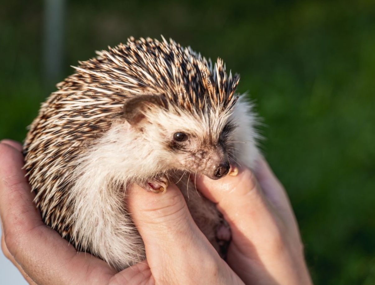 Fluffy på ydersiden, stikkende på indersiden: overraskende fakta om pindsvin, der afkræfter barndomsmyter