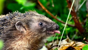 Fluffy på ydersiden, stikkende på indersiden: overraskende fakta om pindsvin, der afkræfter barndomsmyter