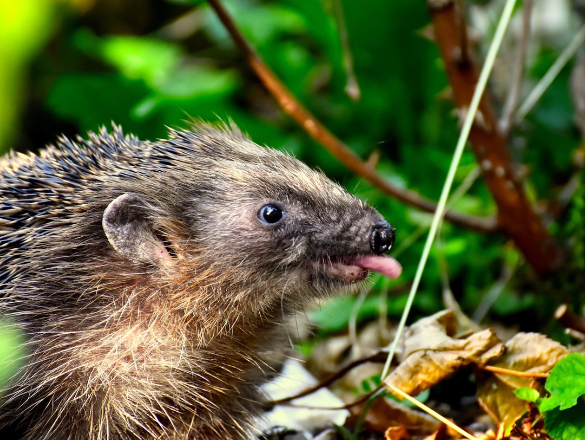 Fluffy på ydersiden, stikkende på indersiden: overraskende fakta om pindsvin, der afkræfter barndomsmyter