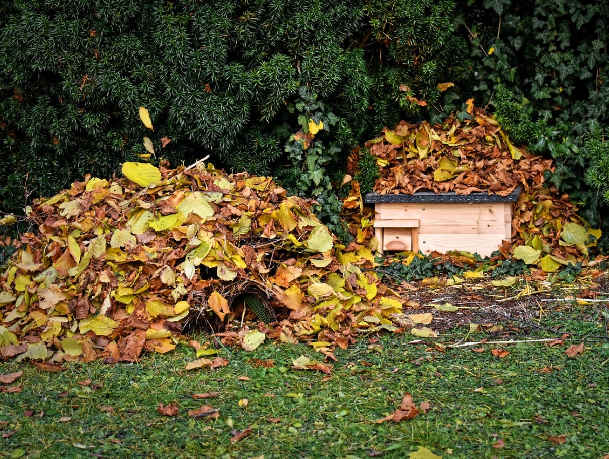 Fluffy på ydersiden, stikkende på indersiden: overraskende fakta om pindsvin, der afkræfter barndomsmyter