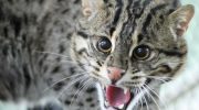 Et rovdyr, der svømmer bedre end fisk: dette dyr kan drukne en leopard og svømme 2 km ud i havet